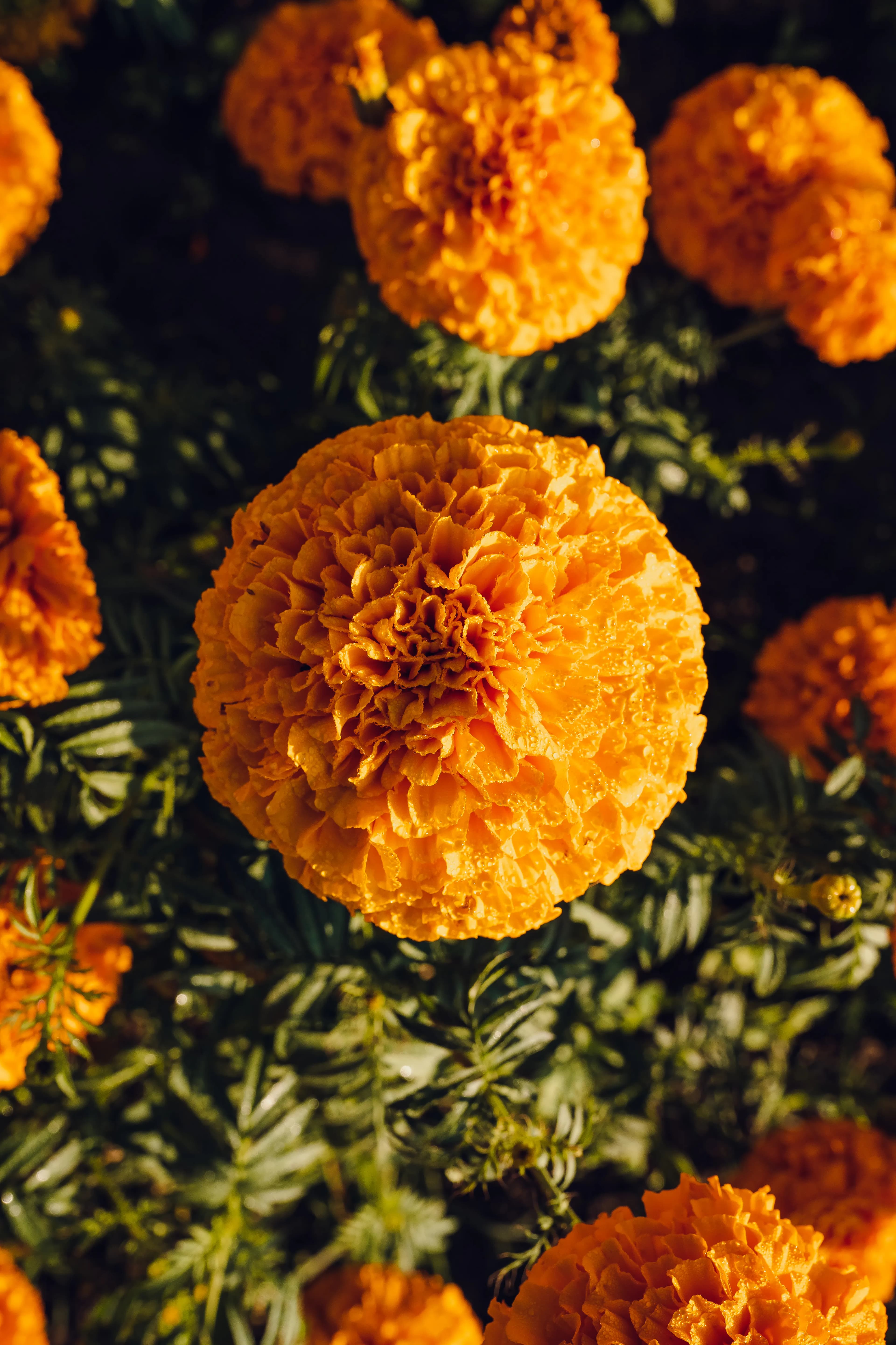 Festive Marigold Bouquet - view 6