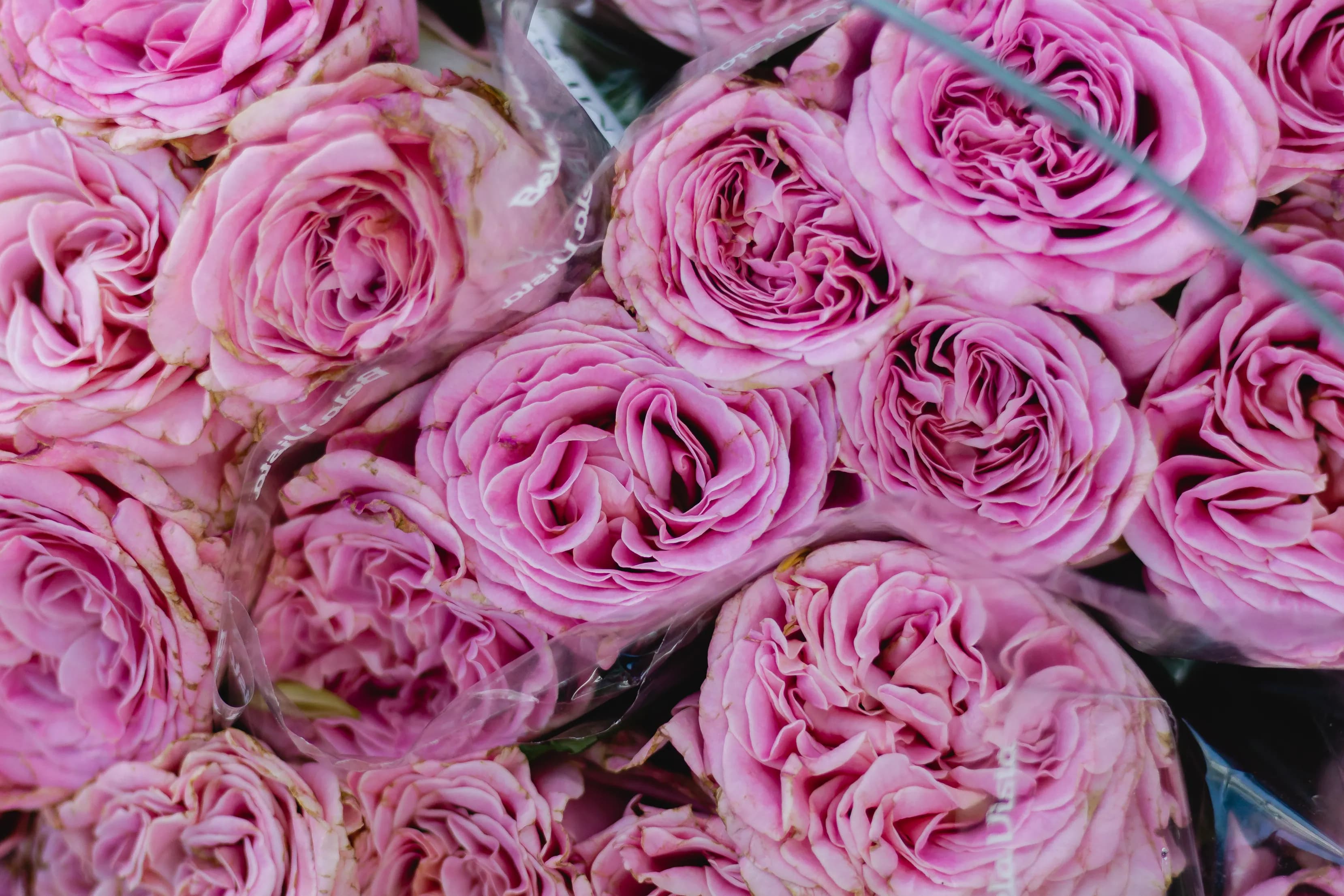 Rosy Pink Rose Bouquet - view 3