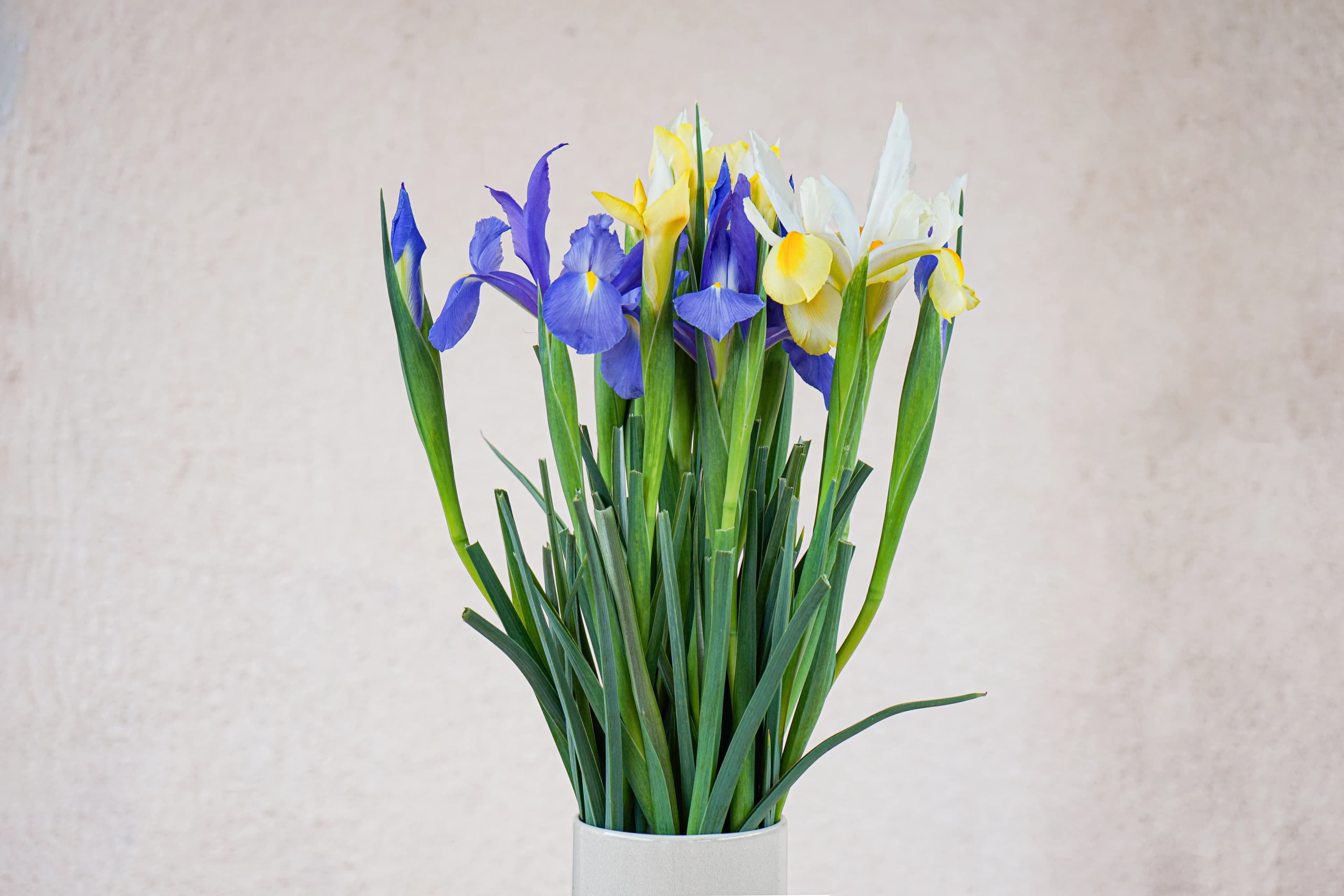 Blue Iris Bouquet - view 3