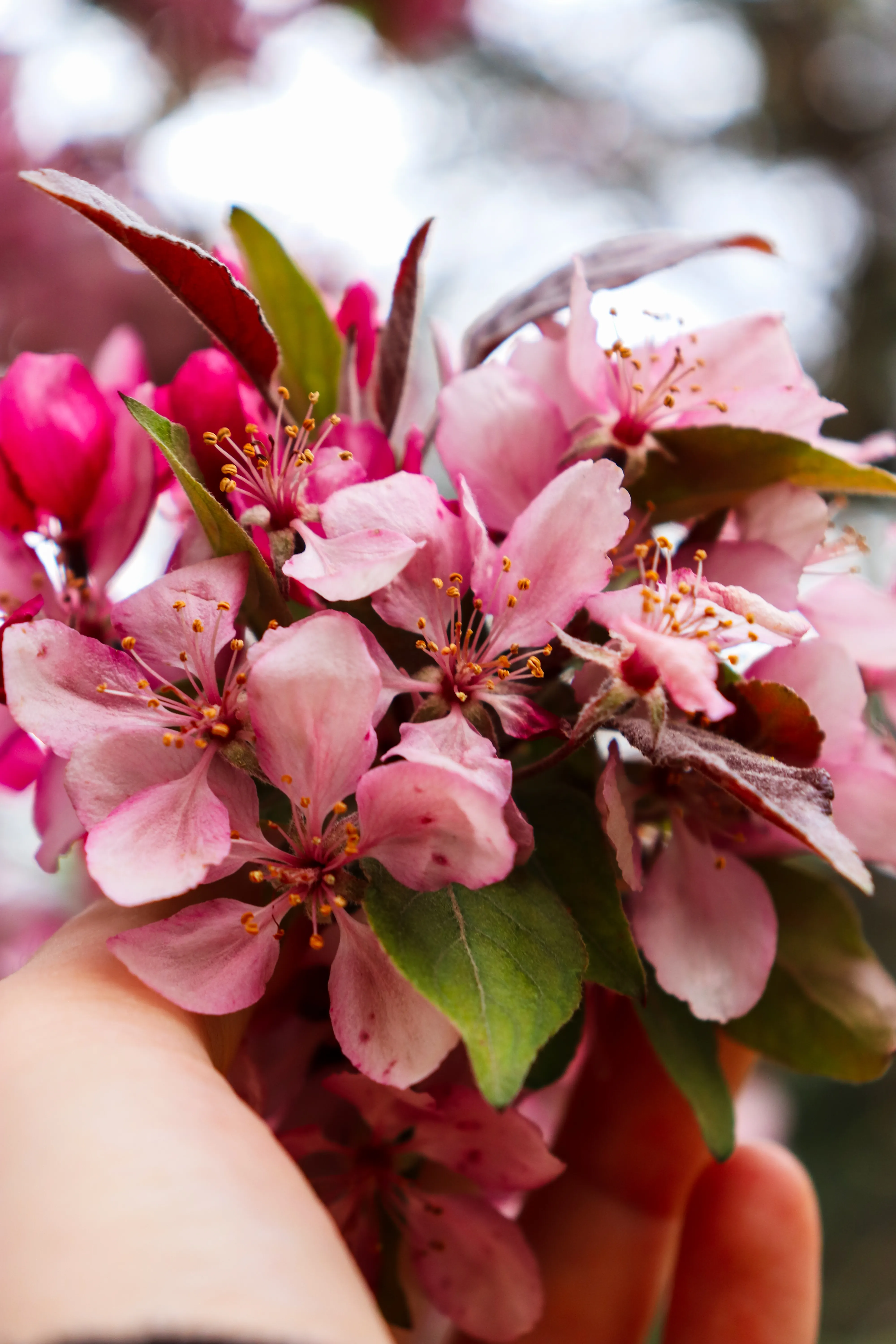 Cherry Blossom Branch Bouquet - view 6