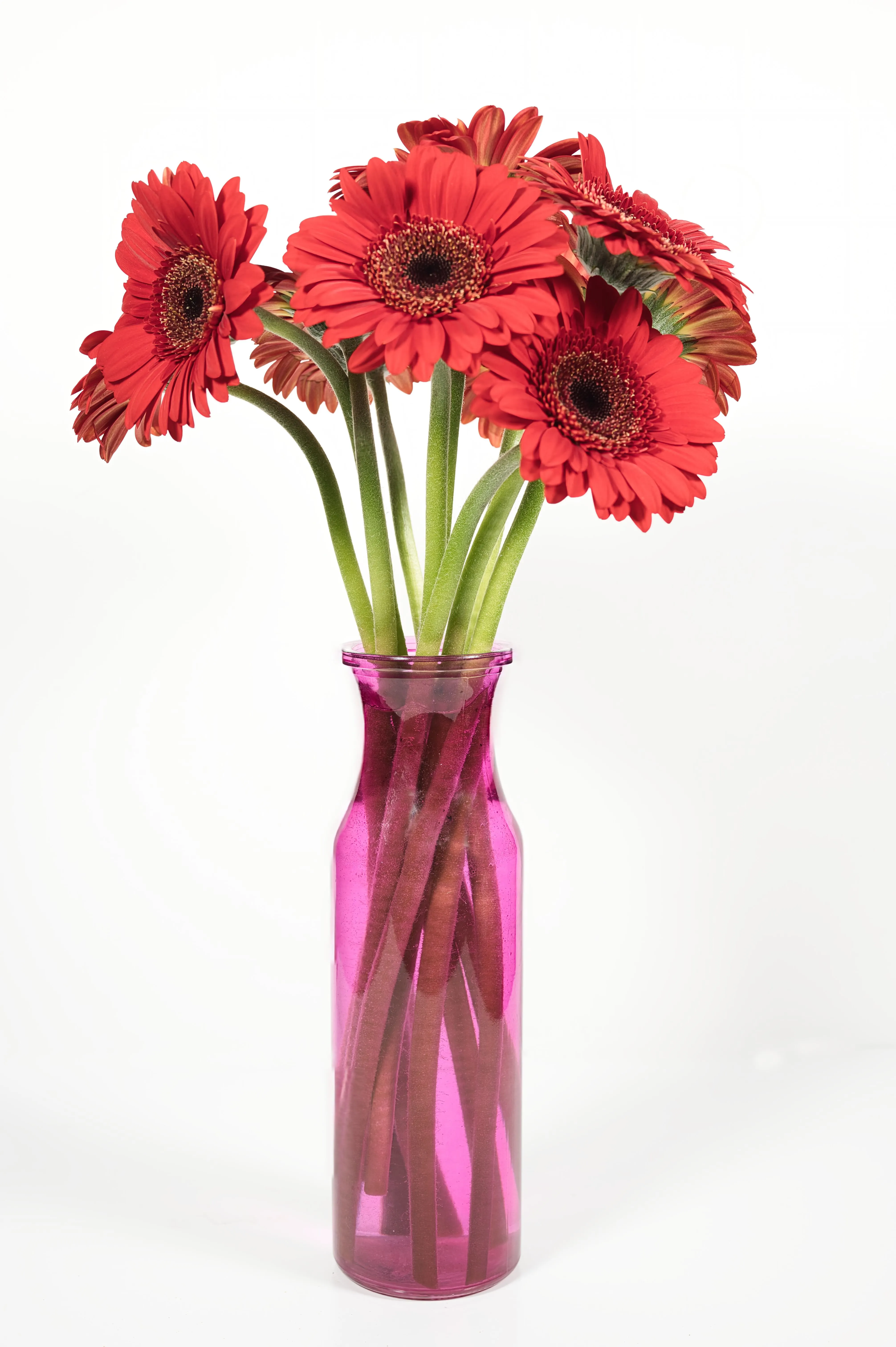 Gerbera Daisy Bouquet - view 4