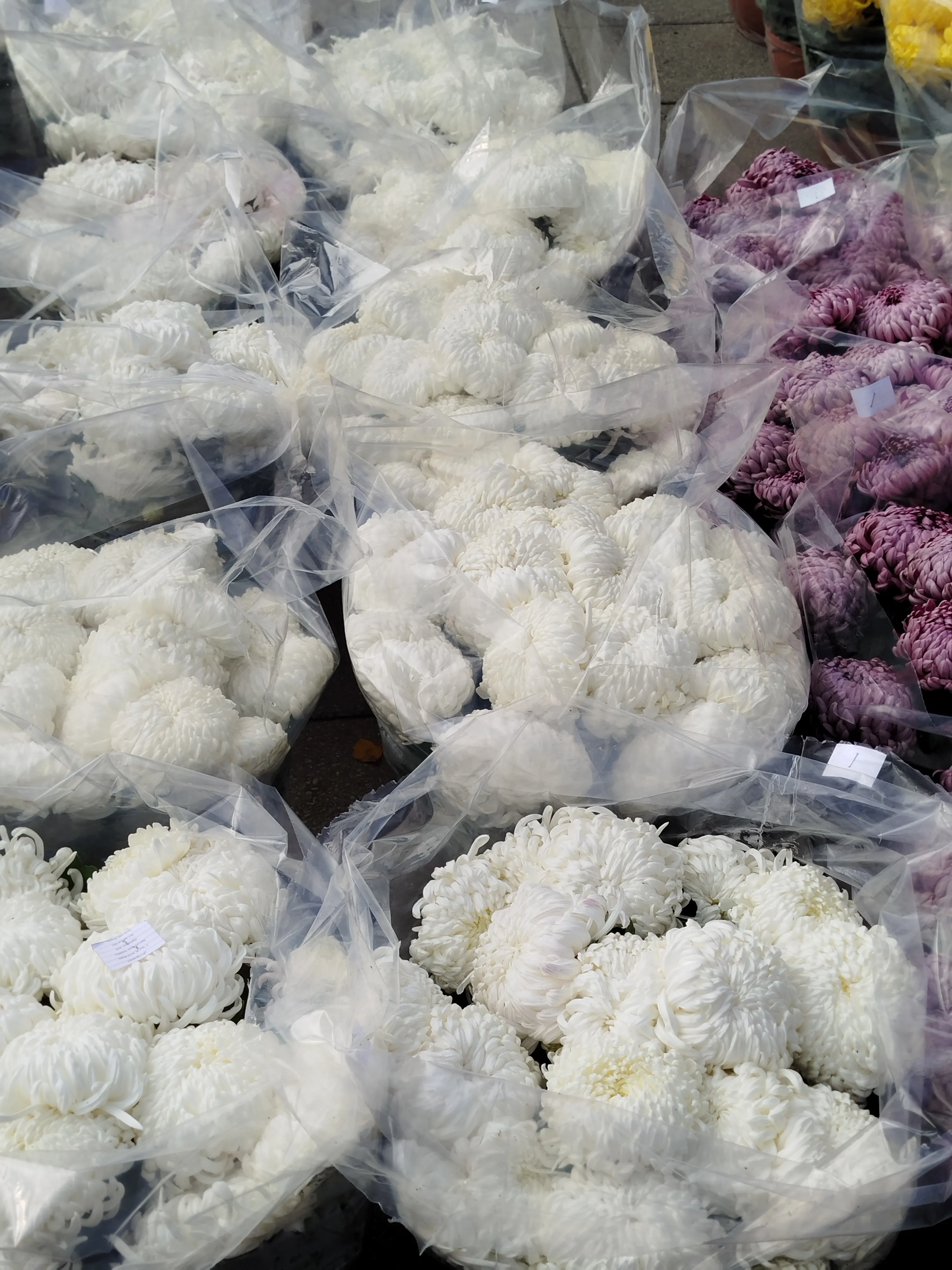 Chrysanthemum Cheer Bouquet - view 5