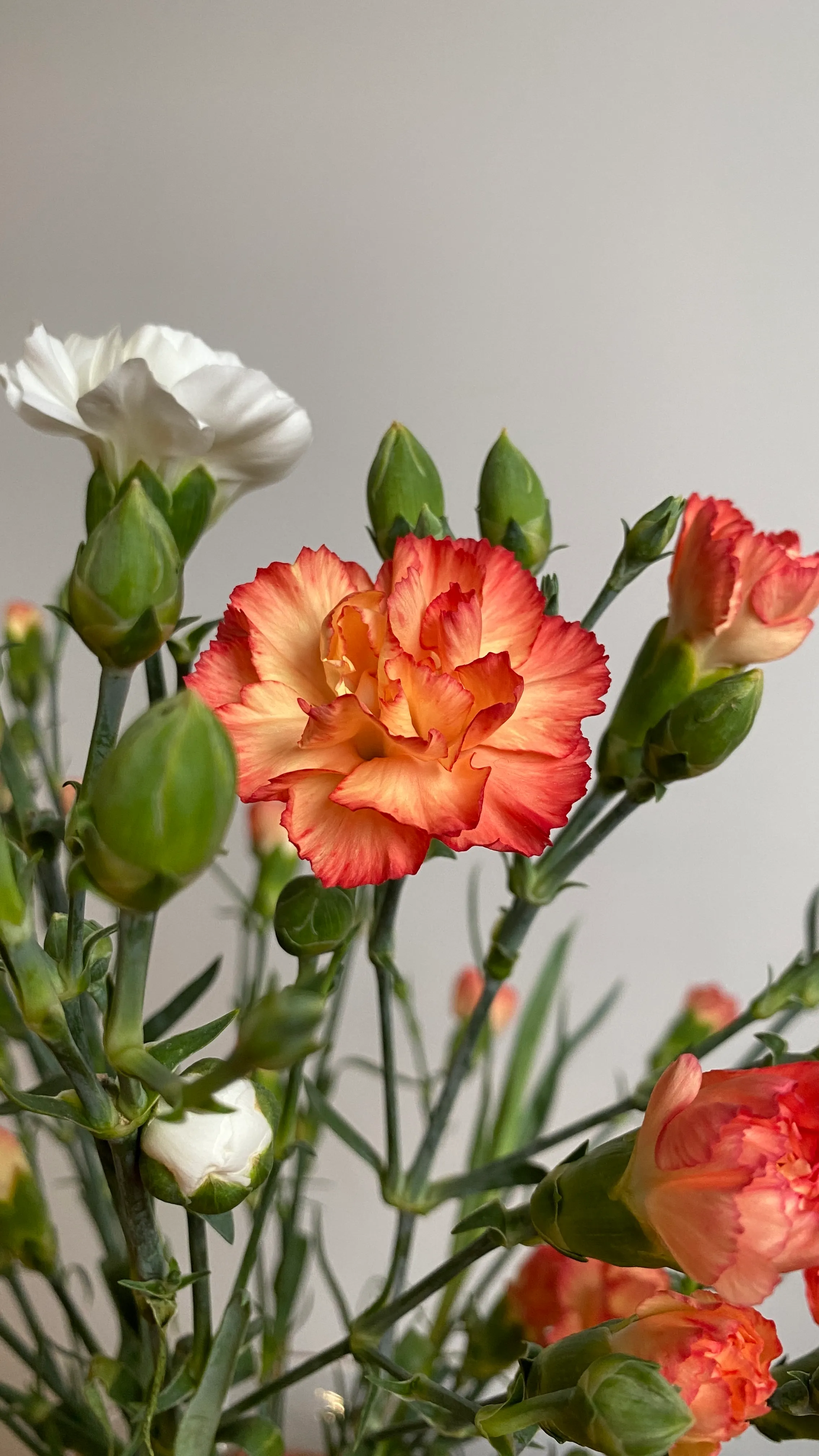 Carnation Delight Bouquet - view 6