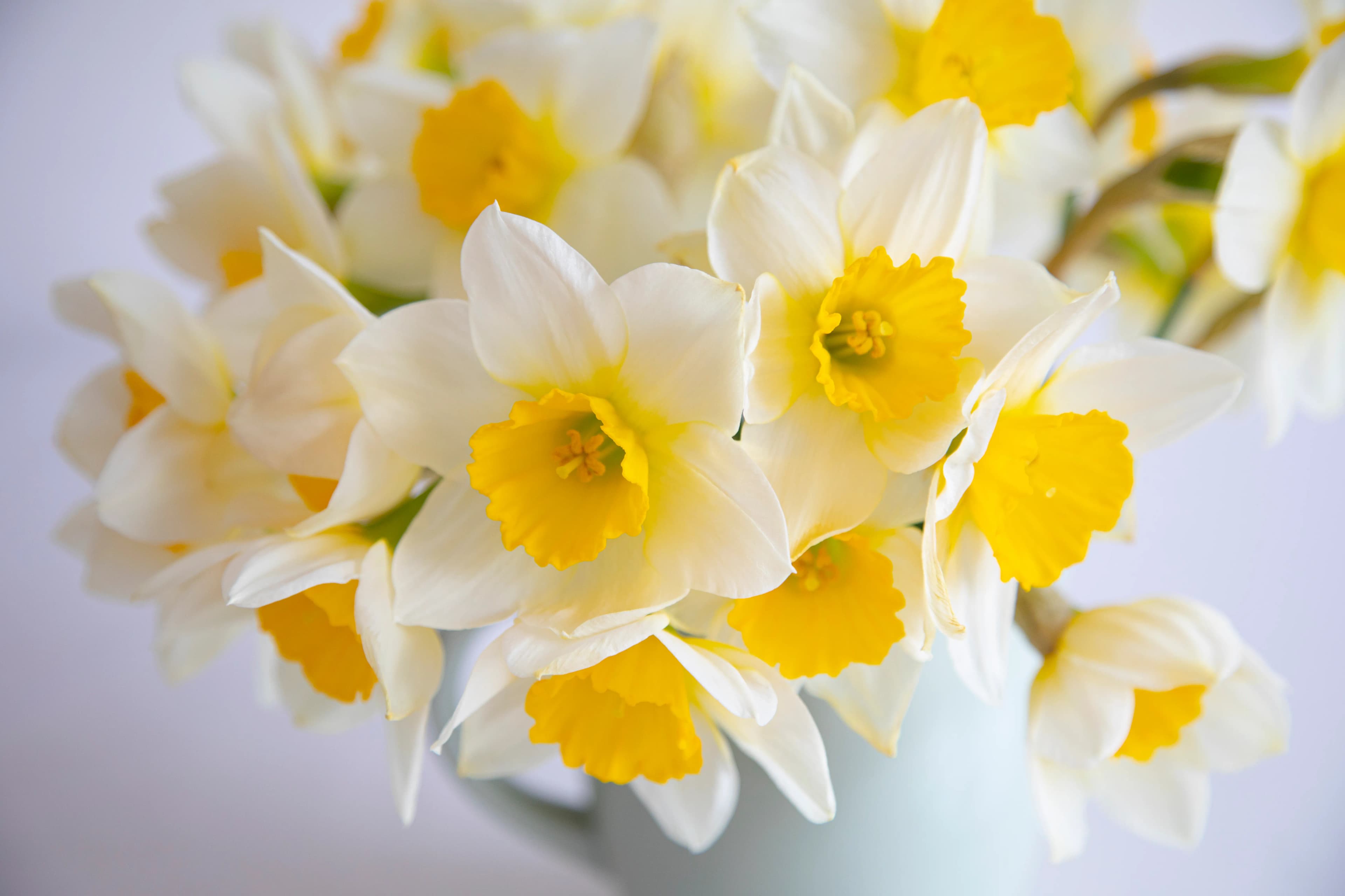 Sunny Daffodil Bouquet - view 6