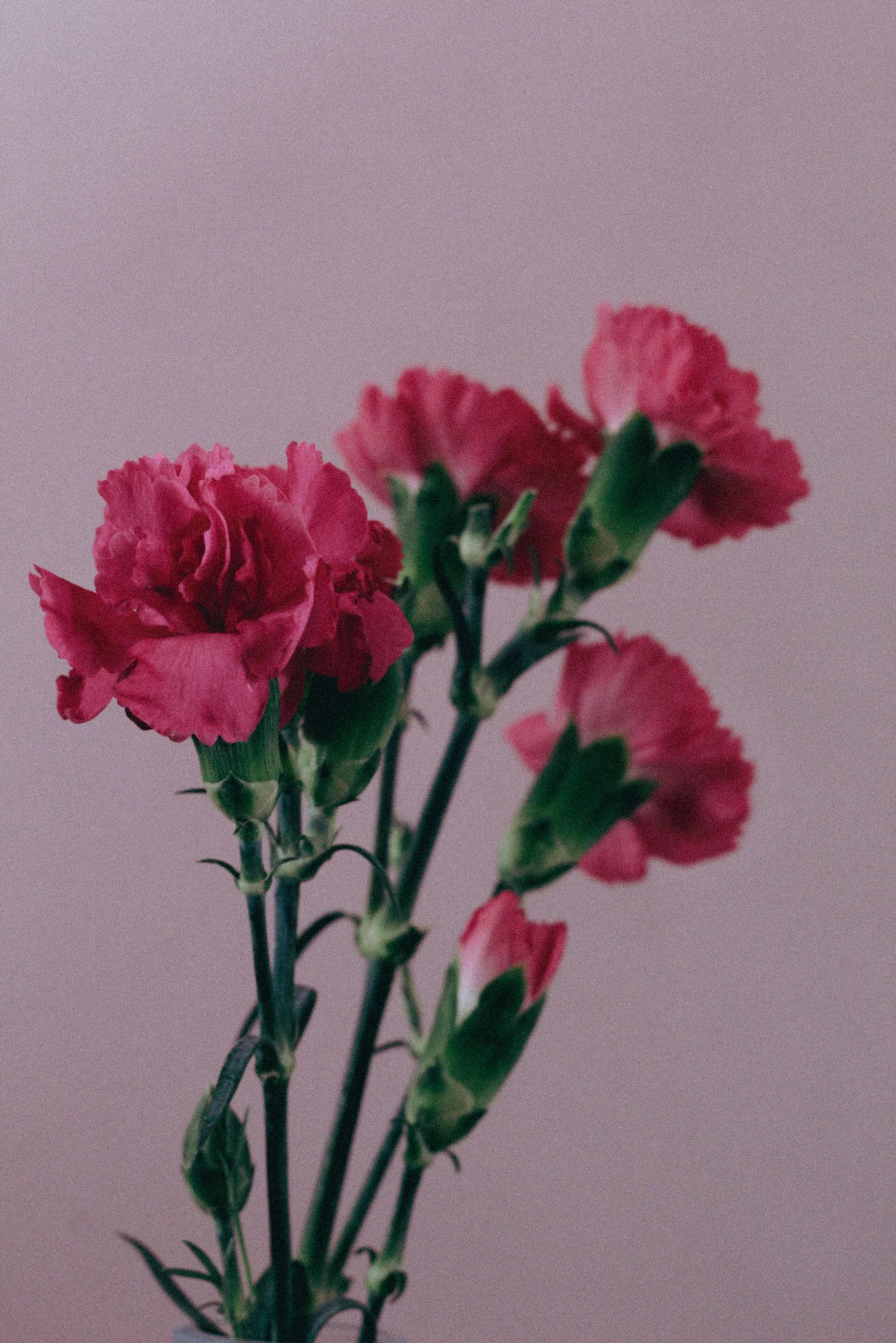 Carnation Delight Bouquet - view 4