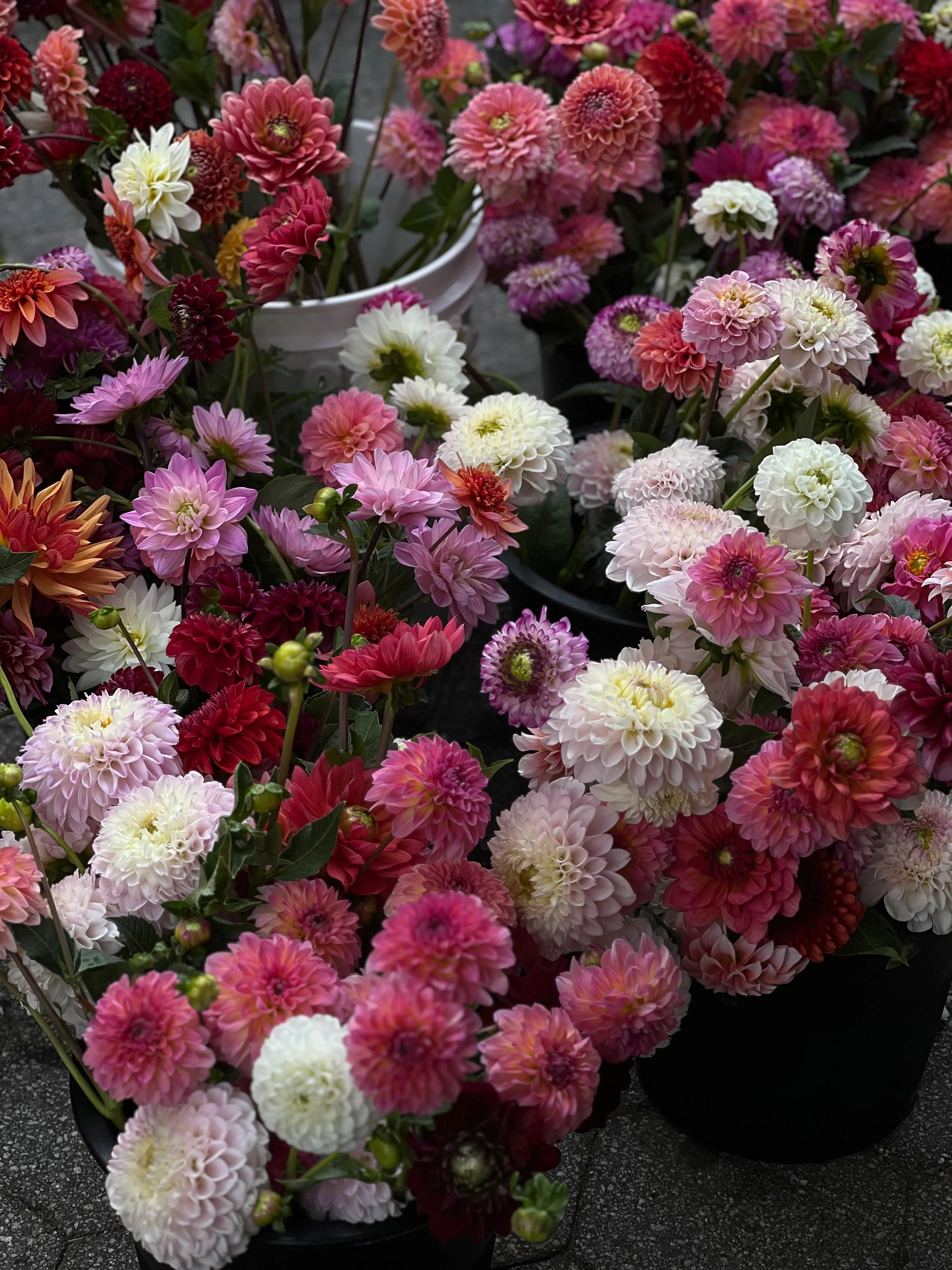 Dahlia Dream Bouquet - view 5