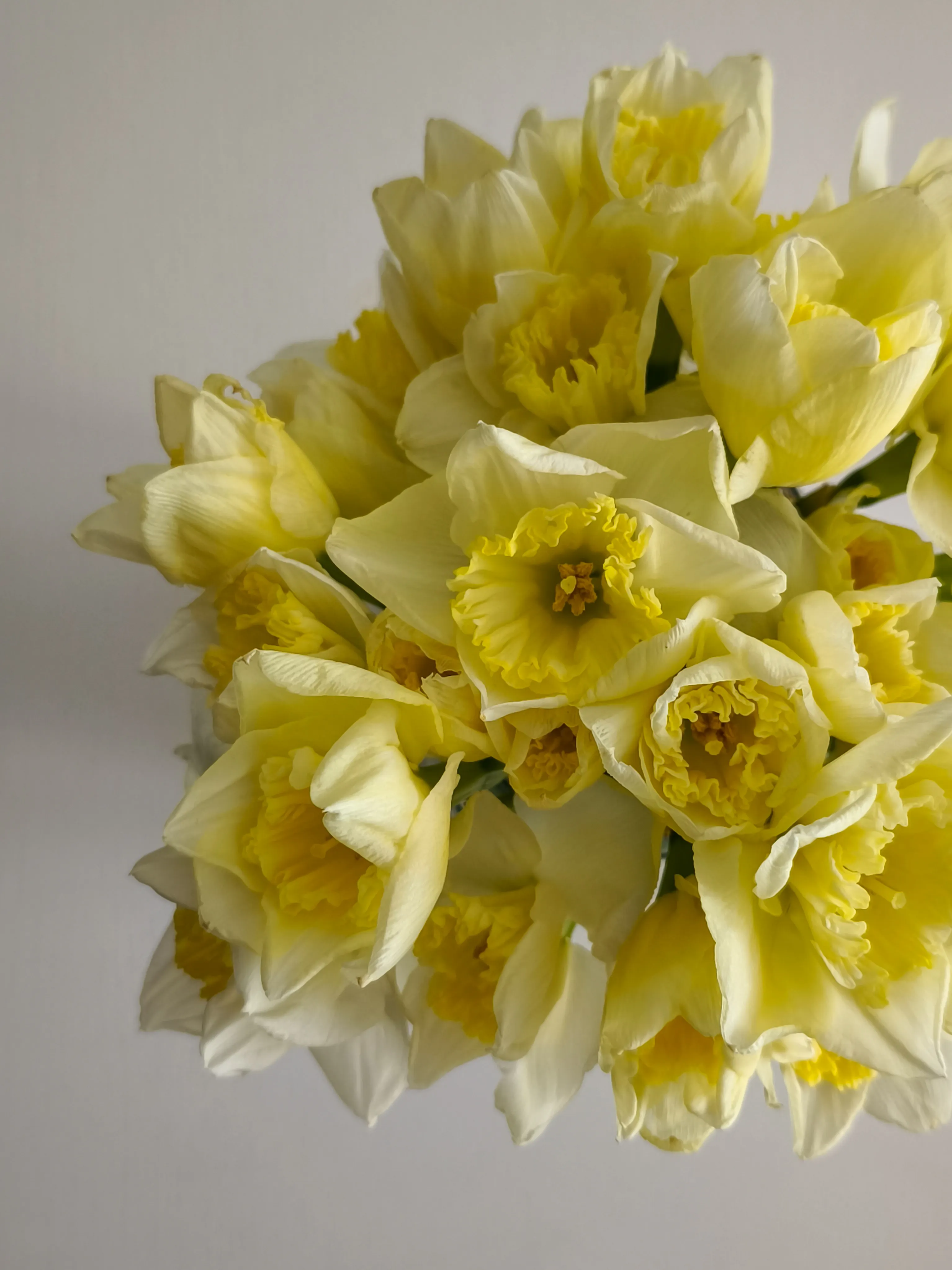 Sunny Daffodil Bouquet - view 5