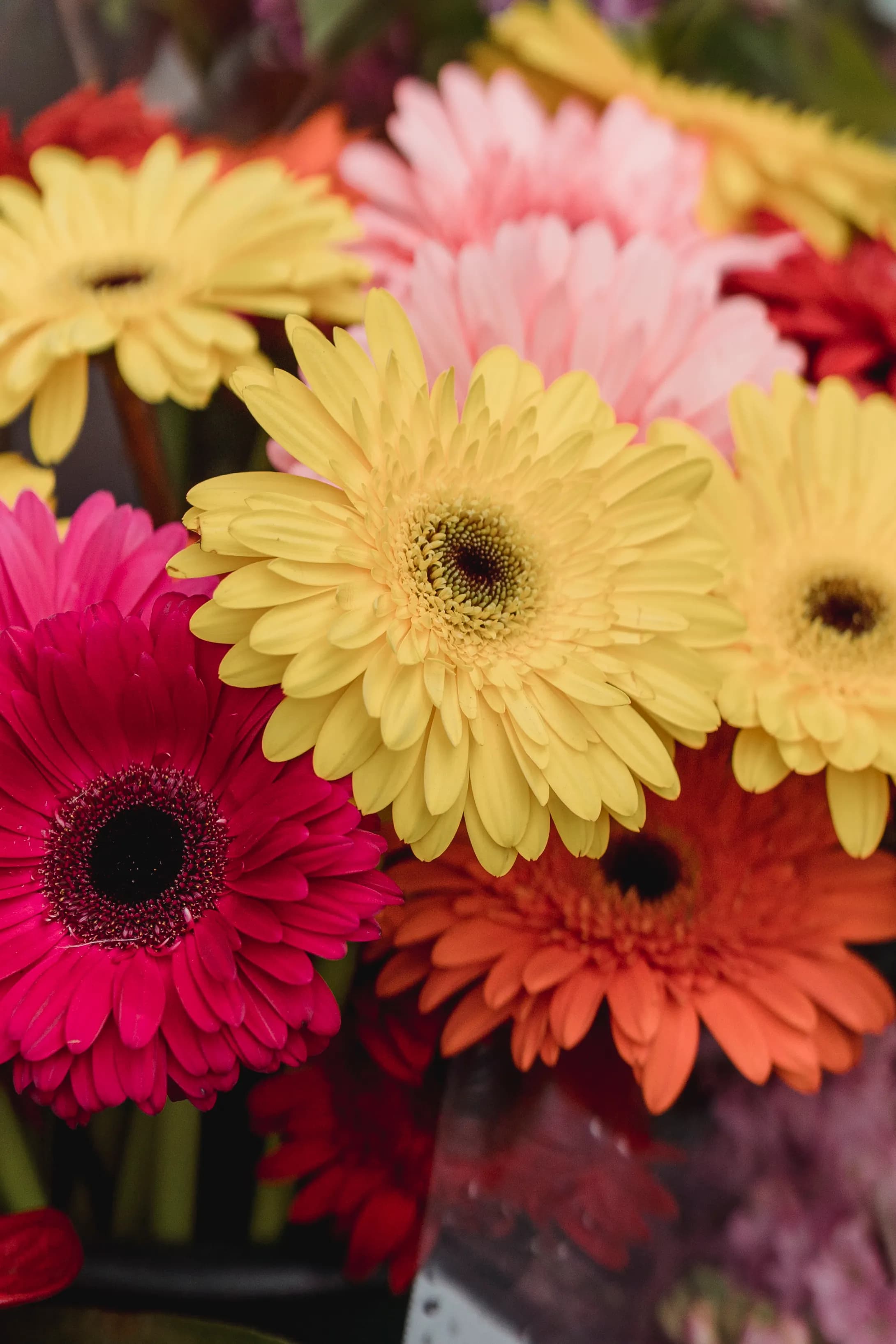 Gerbera Daisy Bouquet - view 5