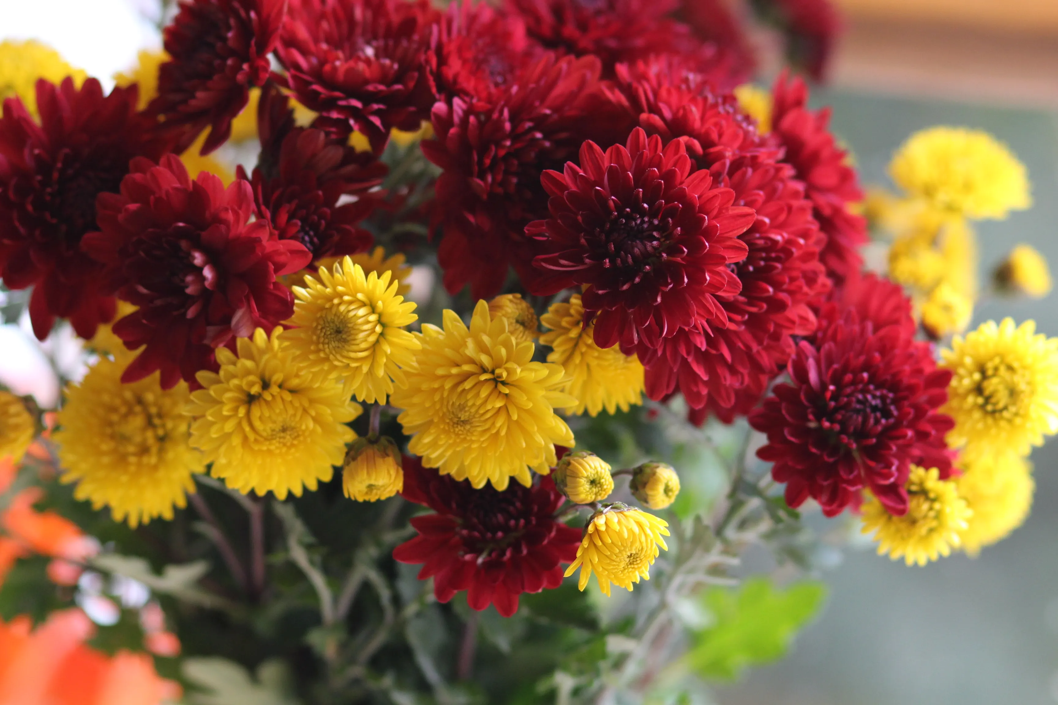 Chrysanthemum Cheer Bouquet - view 4
